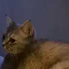 للبيع