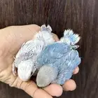 للبيع حبتين روز   حبتين كروان