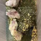 فروخ روز غر جملة وتفريد