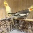 زوج كروان للبيع