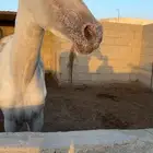 حصان البيع مستعجل