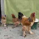 دجاج براهما