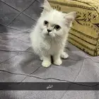 قطط للبيع