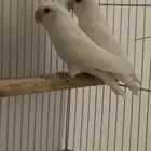 روز البينو ابيض