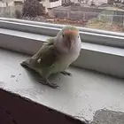 روز بصحه جيد للبيع
