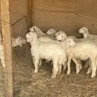 خرفان حري