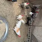 ديكه
