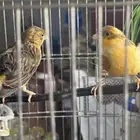 للبيع جوز كناري