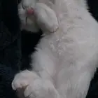 قط شيرازي لتبني عمر 3 شهور الخرج