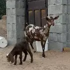 عنز جنوبيه للبيع