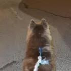 كلب هاسكي