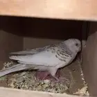 زوج بادجي منتج
