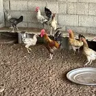 دجاج بلدي بياض وجاج بشاير