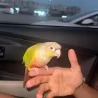 كنيور اناناس اليف هدد