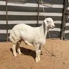 طلي حري صنف