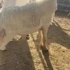 طليان حريه زي الزبده