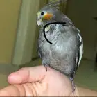 فرخ كروان الون موضح بصوره ( نورمال) العمر32 مولود28 يوليو