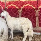 خرفان