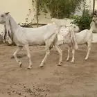 عنز بيضا مطوره تحتها جفرها