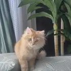 للبيع قط شيرازي العمر شهرين ونص اليف يحب لعب مع الاطفال