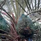 صيف مزرعة
