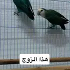 طيور روز للبيع