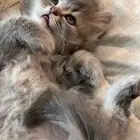 قطاوه للبيع