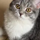 قطط شيرازي مهجنه 2ذكور و 2 اناث