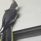 كروان منتجه غير اليفه حق تزاوج