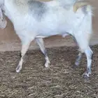 فحل شرط القريع والصحة