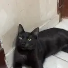 قطط للتبني