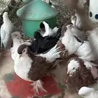حمام للبيع زينه