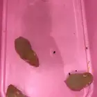هامستر