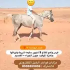 فرس واهو للقاح ومعسوفه