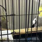 زوج كروان منجب