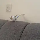 استقبل اي طير لتبيني