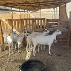 ماعز بيشيات ( تم البيييع )