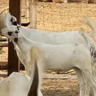 ثنتين جفار