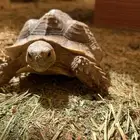 سلاحف سولكاتا