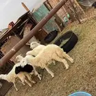 بهم حري العدد 6 نضيف وسمان شرط