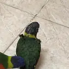 فرخ لوري تمم البيع