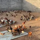 دجاج بلدي