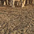 فحل حري صنف(تم البيع)