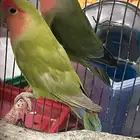 للبيع جوز روز الي توقف عليه سومه نصيبه