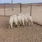 رخال