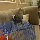 بغبغاء روز أليفه