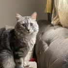 قط للتبني