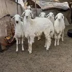 بهم حري