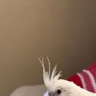 طير كروان كوكتيل