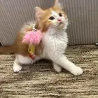 بيع قطط ليس(للتبني) كيتنز شيرازي